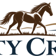 Horses For Sale